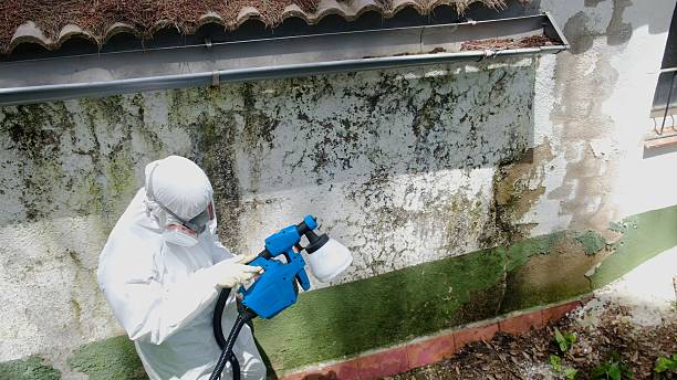 Trusted Basement Mold Remediation service in Islip, NY - Cheap Mold Removal